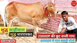 40000₹ में गाय बछड़ी दोनों 👍 20000₹की छूट वाली गाय का लॉट 👌 Sahiwal Tharparkar गाय की जोड़ी में Cow [upl. by Roer]