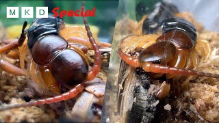 Centipede Eating Show  Munching Insects [upl. by Arthur]