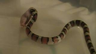 Central Plains Milk Snake Lampropeltis Triangulum Gentilis [upl. by Oswell133]