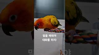 써니야 나도 너랑 대화 하고싶다썬코뉴어 앵무새 말 talk birds [upl. by Okramed]