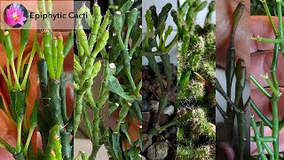 Clonal Variation in Epiphytic Cacti [upl. by Oicnedurp]