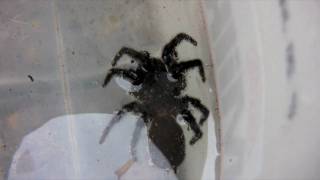 HUGE DEADLY FUNNEL WEB Spider  Playing Dead  Watch in HD PART 1 of 2 [upl. by Rech582]