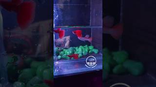 Full red albino guppys available now aquarium guppyjakarta koi [upl. by Akeemahs485]