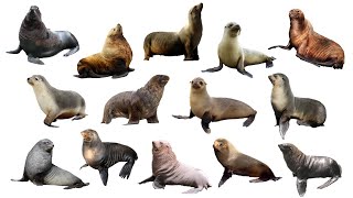 Species of Sea Lions  Fur Seals  Eared Seals  Family Otariidae [upl. by Tarryn395]