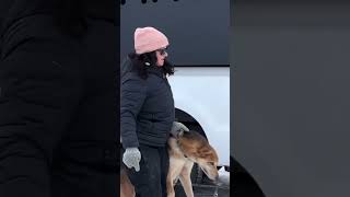 PETA Shows Up at The Start of The Iditarod Races shortsyoutube [upl. by Oecile]