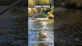 Salmon Fishing fishing nature asmr trending youtubeshorts [upl. by Nirrac]