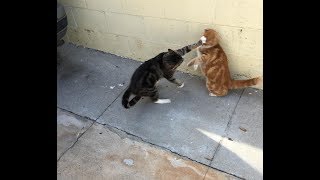 Cats Who Slap A compilation [upl. by Sarilda]