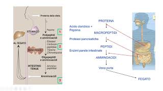 26 Digestione proteine ed assorbimento amminoacidi [upl. by Vacla]