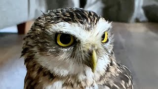 Tippy taps and lightening runs watch a burrowing owl in action 🦉 [upl. by Meras472]