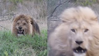 UNREAL MOMENT CAPTURED WHEN LION TRIES TO ATTACK TOURIST [upl. by Kinch469]