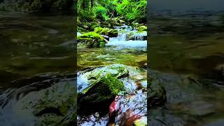 Aqua  Water flow  melodic water sound  oasis  landscape  greenery  village life  shorts [upl. by Siron802]