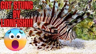 Caution Dealing With Venomous Fish In Your Tank [upl. by Lavena]