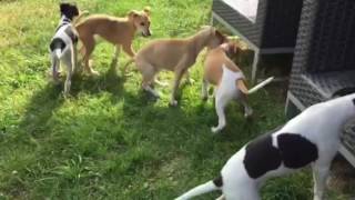 Whippet Puppies  9 Weeks Old [upl. by Nyrem]