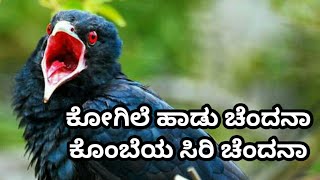 Kannada Songs  Kogile Haadu Chandana  Kannada WhatsApp Status Videos [upl. by Emlynne90]