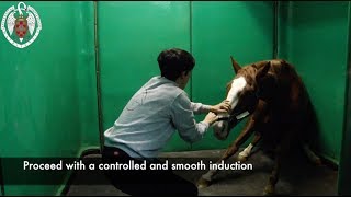 Anesthesia controlled induction in the horse [upl. by Koralle]