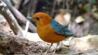 Orangeheaded Thrush Geokichla citrina [upl. by Muriah]