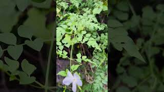 Jasminum grandiflorum plant  பிச்சிப்பூ 🪴  just one year plant [upl. by Amalburga]