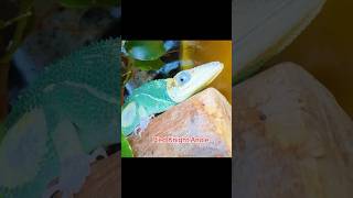 HAVE YOU EVER SEEN A PIED ANOLE BEFORE pets reptiles anole [upl. by Eimorej228]