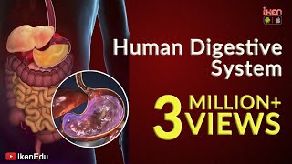 Learn About Human Digestive System  Animation Part 1 iKen  iKen Edu  iKen App [upl. by Teragram384]