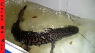 HUGE EXOTIC CATFISH CAUGHT IN MIAMI FLORIDA [upl. by Aletsirc311]