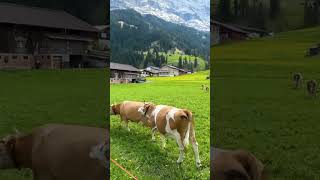 Switzerland  Swiss village  shortsvideo [upl. by Annauj]