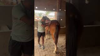 tamil horse indianhorse youtubeshorts horseridingtrendingshorts virelshorts virelvideo bgm [upl. by Annayd]