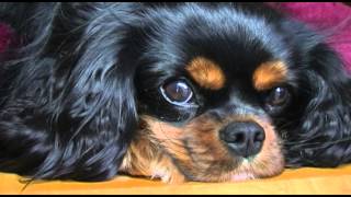 Cavalier King Charles Spaniel [upl. by Oniluap411]