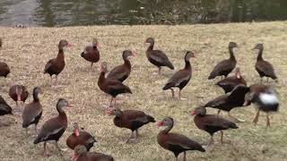 Black bellied Whistling Ducks coming to breakfast call [upl. by Ahsirahc]