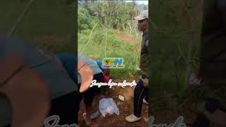 Masih adakah Tradisi kaya gini ditempat kalian shorts viralvideo [upl. by Janeen]