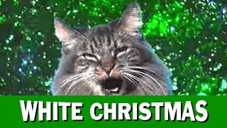 Jingle Cats White Christmas [upl. by Nahej]