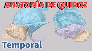 Temporal l Anatomía de Quiroz [upl. by Boynton]