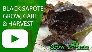 Black Sapote  grow care and eat Chocolate Pudding Fruit [upl. by Adnarahs657]