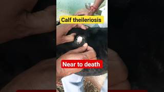 Theileriosis in calf  Symptoms amp Treatment  Dr Ashwani Bassan shorts ytshorts veterinary jammu [upl. by Tormoria]