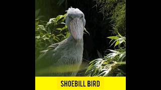 ShoebillBird Edit Clip shots [upl. by Bores543]