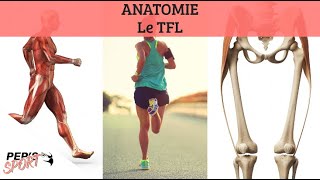 ANATOMIE  Le TFL ou Tenseur du fascia lata [upl. by Tumer]