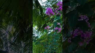 CREPE MYRTLE TREES Bold beautiful blossoms in many color  an ideal landscaping tree [upl. by Mikkel]