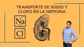 Transporte renal de sodio y cloro FISIOLOGÍA [upl. by Adams]