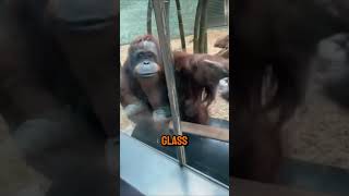 Orangutan’s Heartwarming Reaction to Seeing a Baby for the First Time 🧡🐵 [upl. by Atlas]