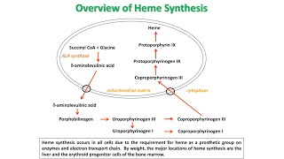 Heme synthesis and degradationJaundicetypes of porphyriatreatment [upl. by Nagah]