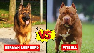 German Shepherd vs Pitbull [upl. by Htomit102]