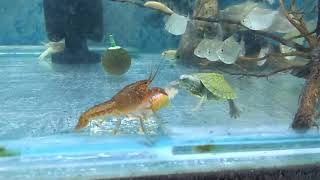 Lobster Vs Turtle Fight for food [upl. by Theodor]