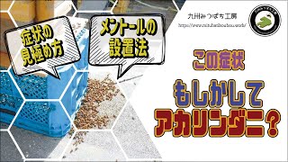 【この症状 もしかしてアカリンダニ？】「症状の見極め方」「メントールの設置法」日本みつばちの養蜂 How to Beekeeping [upl. by Omsoc]