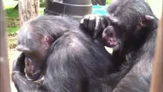 Chimpanzee grooming up close [upl. by Aifoz]