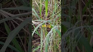 చెరకు గడ్డి ll Dr Murthy Plant World ll Saccharum spontaneum KansGrass [upl. by Eilyr]