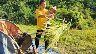 Harvesting lemongrass to sell  busy harvest season of ripe rice [upl. by Okkin]