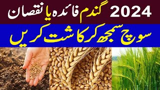 Wheat Profitable Season 2024  Wheat Farming in Pakistan  Wheat Cultivation in Pakistan [upl. by Aivil]