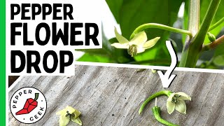 Why Do Pepper Flowers Fall Off Pepper Flower Drop  Pepper Geek [upl. by Selec]