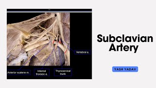 Anatomy of Subclavian Artery 👍🏻 [upl. by Shayla743]