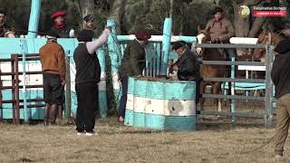 PIALADA DE TERNEROS PUERTA AFUERA Organiza La Peña Nativista de Coronel Dorrego 18062023 [upl. by Nyrret]