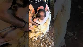 Shearing a big Targhee Ram 🐑 [upl. by Shane]